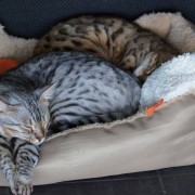 Jasha und Harley mit Teddyplüschsmellie