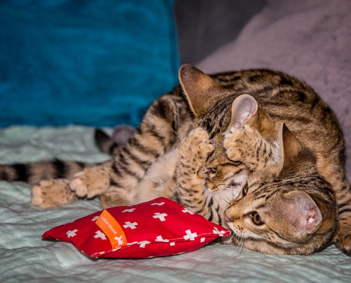 Zwei Savannah-Kitten mit Smellie