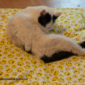 Liege-Kissen für Katzen – Bild 4