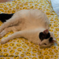 Liege-Kissen für Katzen – Bild 3