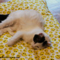 Liege-Kissen für Katzen – Bild 2