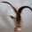 Wurf-Feder Holz-Disc Zierhahn Rooster Neck 4647