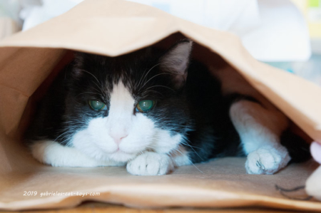 Papier-Versteck- und Rascheltüten – Bild 7